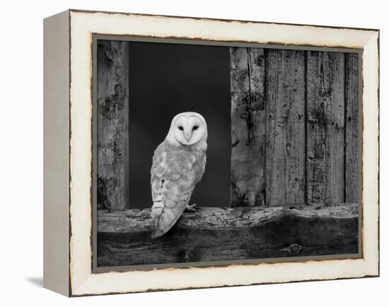 Barn Owl, in Old Farm Building Window, Scotland, UK Cairngorms National Park-Pete Cairns-Framed Premier Image Canvas