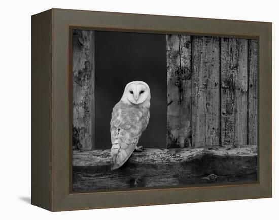 Barn Owl, in Old Farm Building Window, Scotland, UK Cairngorms National Park-Pete Cairns-Framed Premier Image Canvas