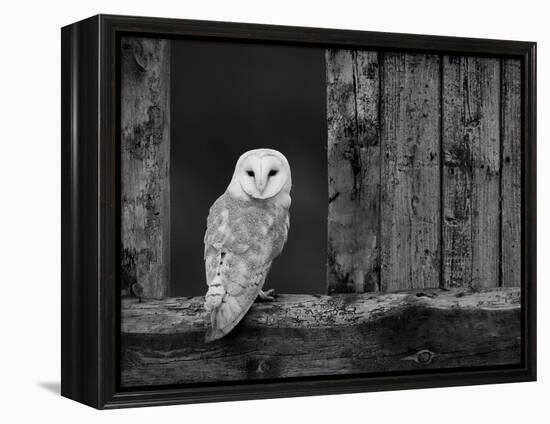 Barn Owl, in Old Farm Building Window, Scotland, UK Cairngorms National Park-Pete Cairns-Framed Premier Image Canvas