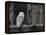 Barn Owl, in Old Farm Building Window, Scotland, UK Cairngorms National Park-Pete Cairns-Framed Premier Image Canvas