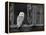 Barn Owl, in Old Farm Building Window, Scotland, UK Cairngorms National Park-Pete Cairns-Framed Premier Image Canvas