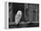 Barn Owl, in Old Farm Building Window, Scotland, UK Cairngorms National Park-Pete Cairns-Framed Premier Image Canvas