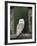 Barn Owl, in Old Farm Building Window, Scotland, UK Cairngorms National Park-Pete Cairns-Framed Photographic Print