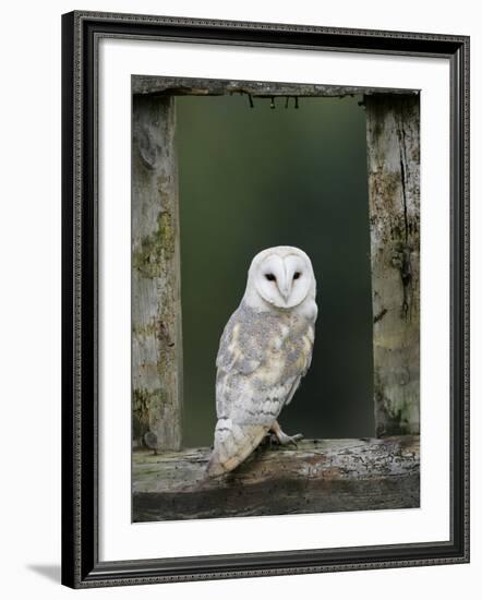 Barn Owl, in Old Farm Building Window, Scotland, UK Cairngorms National Park-Pete Cairns-Framed Photographic Print