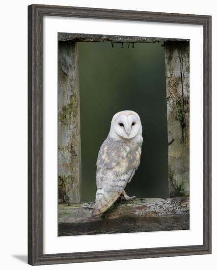 Barn Owl, in Old Farm Building Window, Scotland, UK Cairngorms National Park-Pete Cairns-Framed Photographic Print