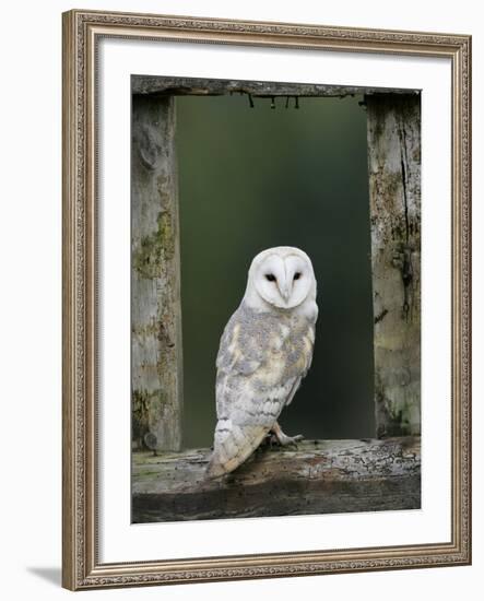 Barn Owl, in Old Farm Building Window, Scotland, UK Cairngorms National Park-Pete Cairns-Framed Photographic Print