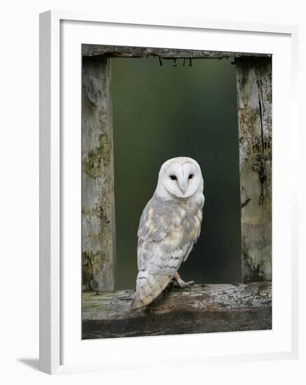 Barn Owl, in Old Farm Building Window, Scotland, UK Cairngorms National Park-Pete Cairns-Framed Photographic Print