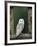 Barn Owl, in Old Farm Building Window, Scotland, UK Cairngorms National Park-Pete Cairns-Framed Photographic Print