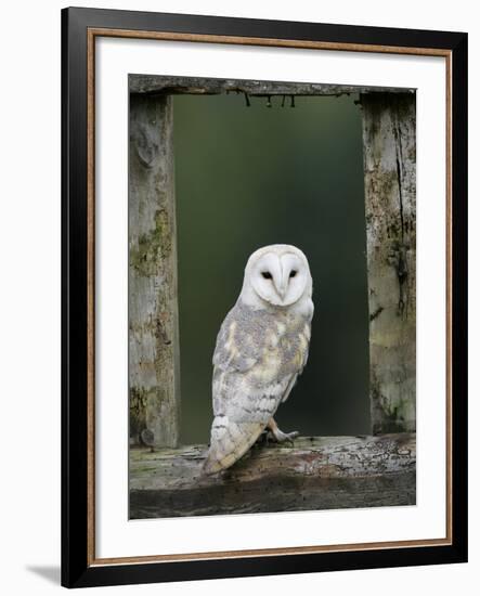 Barn Owl, in Old Farm Building Window, Scotland, UK Cairngorms National Park-Pete Cairns-Framed Photographic Print