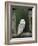 Barn Owl, in Old Farm Building Window, Scotland, UK Cairngorms National Park-Pete Cairns-Framed Photographic Print