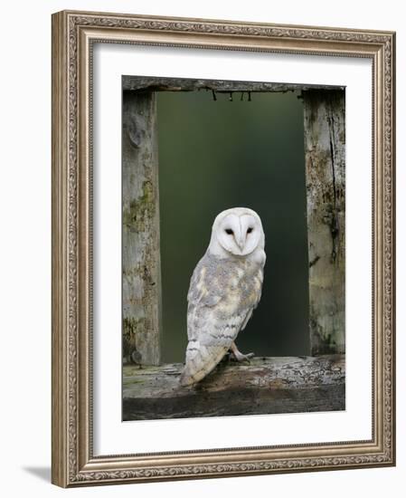 Barn Owl, in Old Farm Building Window, Scotland, UK Cairngorms National Park-Pete Cairns-Framed Photographic Print