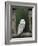 Barn Owl, in Old Farm Building Window, Scotland, UK Cairngorms National Park-Pete Cairns-Framed Photographic Print