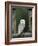 Barn Owl, in Old Farm Building Window, Scotland, UK Cairngorms National Park-Pete Cairns-Framed Photographic Print