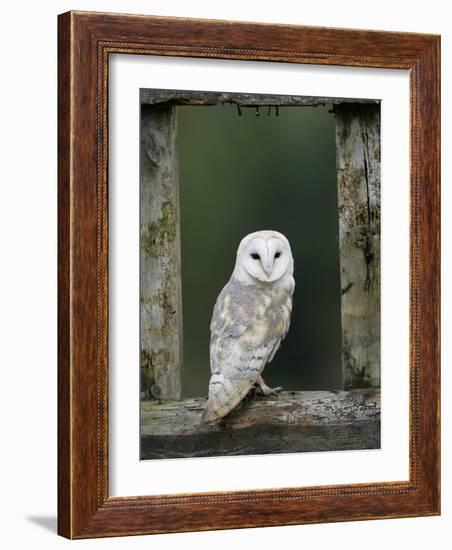 Barn Owl, in Old Farm Building Window, Scotland, UK Cairngorms National Park-Pete Cairns-Framed Photographic Print