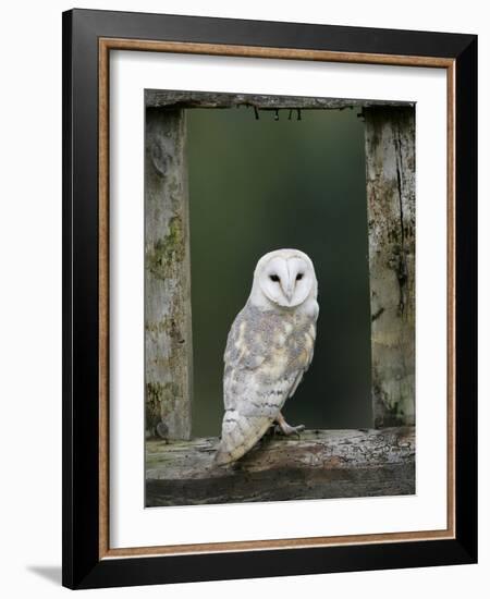 Barn Owl, in Old Farm Building Window, Scotland, UK Cairngorms National Park-Pete Cairns-Framed Photographic Print