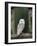 Barn Owl, in Old Farm Building Window, Scotland, UK Cairngorms National Park-Pete Cairns-Framed Photographic Print