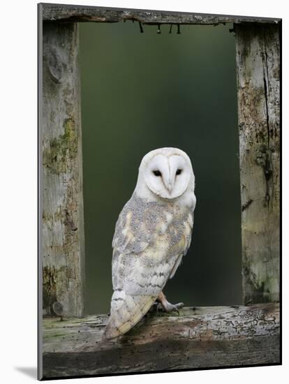 Barn Owl, in Old Farm Building Window, Scotland, UK Cairngorms National Park-Pete Cairns-Mounted Photographic Print