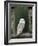 Barn Owl, in Old Farm Building Window, Scotland, UK Cairngorms National Park-Pete Cairns-Framed Photographic Print