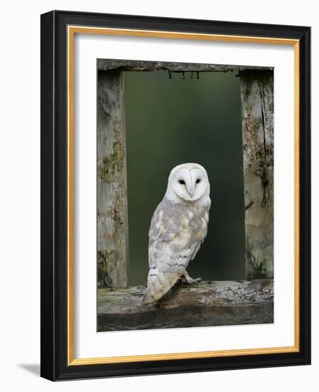 Barn Owl, in Old Farm Building Window, Scotland, UK Cairngorms National Park-Pete Cairns-Framed Photographic Print