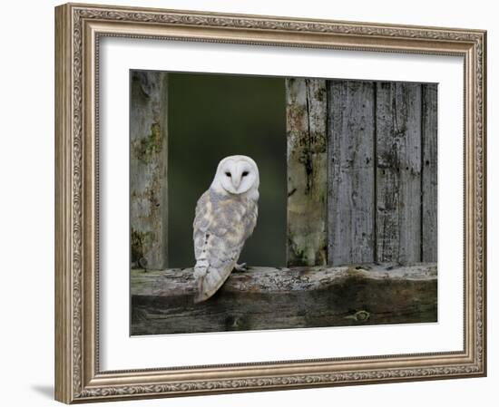 Barn Owl, in Old Farm Building Window, Scotland, UK Cairngorms National Park-Pete Cairns-Framed Photographic Print