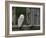 Barn Owl, in Old Farm Building Window, Scotland, UK Cairngorms National Park-Pete Cairns-Framed Photographic Print