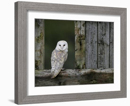 Barn Owl, in Old Farm Building Window, Scotland, UK Cairngorms National Park-Pete Cairns-Framed Photographic Print