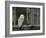 Barn Owl, in Old Farm Building Window, Scotland, UK Cairngorms National Park-Pete Cairns-Framed Photographic Print