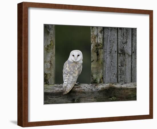 Barn Owl, in Old Farm Building Window, Scotland, UK Cairngorms National Park-Pete Cairns-Framed Photographic Print