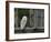 Barn Owl, in Old Farm Building Window, Scotland, UK Cairngorms National Park-Pete Cairns-Framed Photographic Print