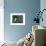 Barn Owl, in Old Farm Building Window, Scotland, UK Cairngorms National Park-Pete Cairns-Framed Photographic Print displayed on a wall