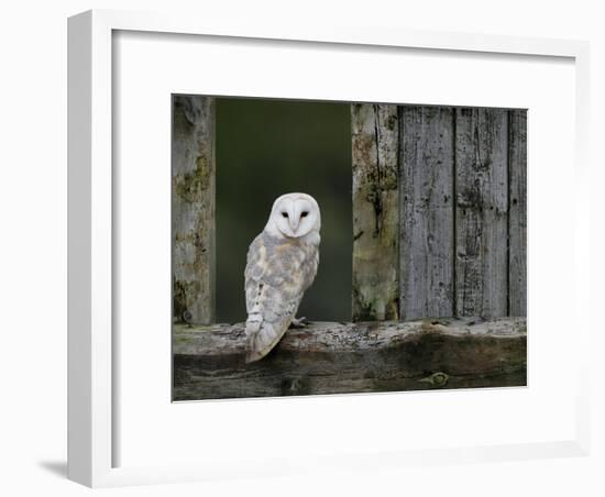 Barn Owl, in Old Farm Building Window, Scotland, UK Cairngorms National Park-Pete Cairns-Framed Photographic Print