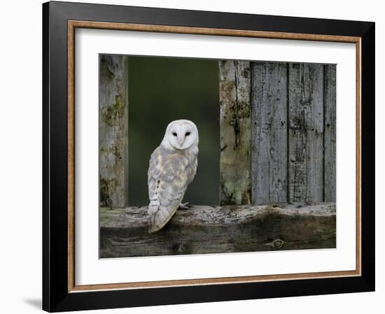 Barn Owl, in Old Farm Building Window, Scotland, UK Cairngorms National Park-Pete Cairns-Framed Photographic Print