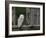 Barn Owl, in Old Farm Building Window, Scotland, UK Cairngorms National Park-Pete Cairns-Framed Photographic Print