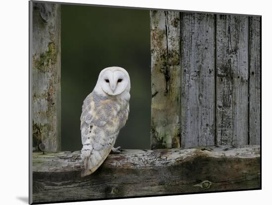 Barn Owl, in Old Farm Building Window, Scotland, UK Cairngorms National Park-Pete Cairns-Mounted Photographic Print