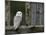 Barn Owl, in Old Farm Building Window, Scotland, UK Cairngorms National Park-Pete Cairns-Mounted Photographic Print