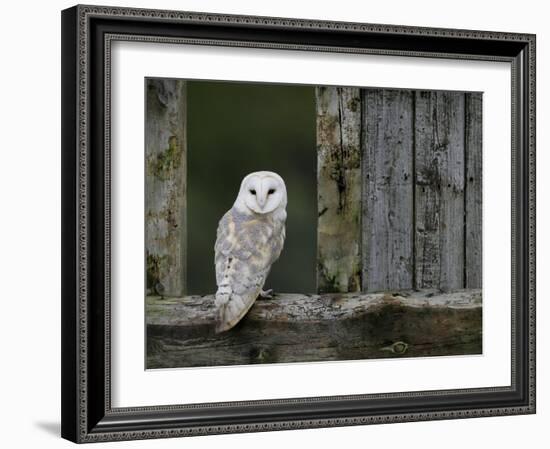 Barn Owl, in Old Farm Building Window, Scotland, UK Cairngorms National Park-Pete Cairns-Framed Photographic Print