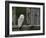 Barn Owl, in Old Farm Building Window, Scotland, UK Cairngorms National Park-Pete Cairns-Framed Photographic Print