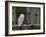 Barn Owl, in Old Farm Building Window, Scotland, UK Cairngorms National Park-Pete Cairns-Framed Photographic Print