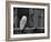 Barn Owl, in Old Farm Building Window, Scotland, UK Cairngorms National Park-Pete Cairns-Framed Photographic Print