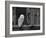 Barn Owl, in Old Farm Building Window, Scotland, UK Cairngorms National Park-Pete Cairns-Framed Photographic Print