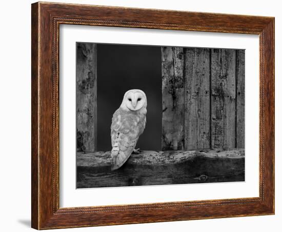 Barn Owl, in Old Farm Building Window, Scotland, UK Cairngorms National Park-Pete Cairns-Framed Photographic Print