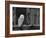 Barn Owl, in Old Farm Building Window, Scotland, UK Cairngorms National Park-Pete Cairns-Framed Photographic Print