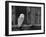 Barn Owl, in Old Farm Building Window, Scotland, UK Cairngorms National Park-Pete Cairns-Framed Photographic Print