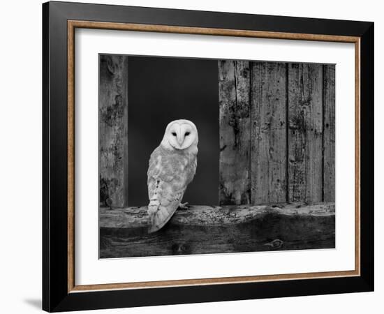 Barn Owl, in Old Farm Building Window, Scotland, UK Cairngorms National Park-Pete Cairns-Framed Photographic Print