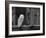 Barn Owl, in Old Farm Building Window, Scotland, UK Cairngorms National Park-Pete Cairns-Framed Photographic Print