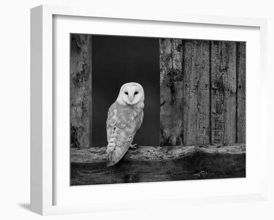 Barn Owl, in Old Farm Building Window, Scotland, UK Cairngorms National Park-Pete Cairns-Framed Photographic Print