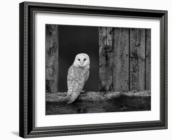 Barn Owl, in Old Farm Building Window, Scotland, UK Cairngorms National Park-Pete Cairns-Framed Photographic Print