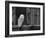 Barn Owl, in Old Farm Building Window, Scotland, UK Cairngorms National Park-Pete Cairns-Framed Photographic Print