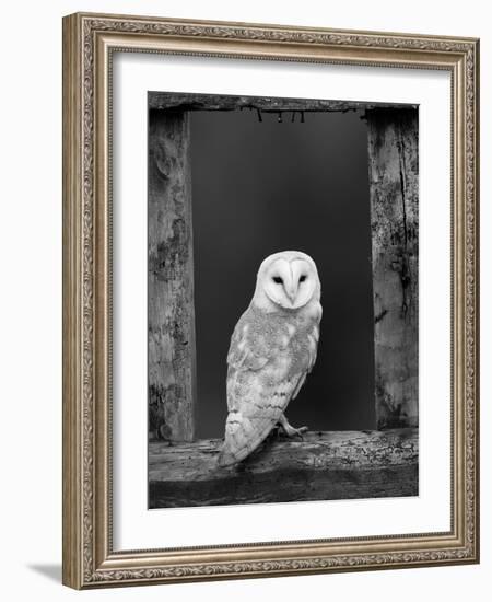 Barn Owl, in Old Farm Building Window, Scotland, UK Cairngorms National Park-Pete Cairns-Framed Photographic Print