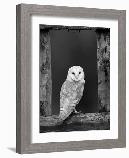 Barn Owl, in Old Farm Building Window, Scotland, UK Cairngorms National Park-Pete Cairns-Framed Photographic Print